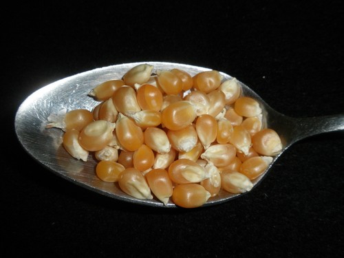 Popcorn seeds kernels - popcorn,, seeds,