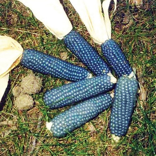 Miniature blue popcorn seeds - miniature,